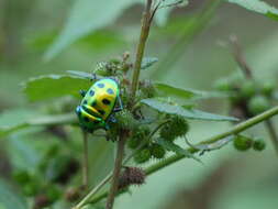 Image of Chrysocoris