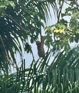 Image of Maned sloth