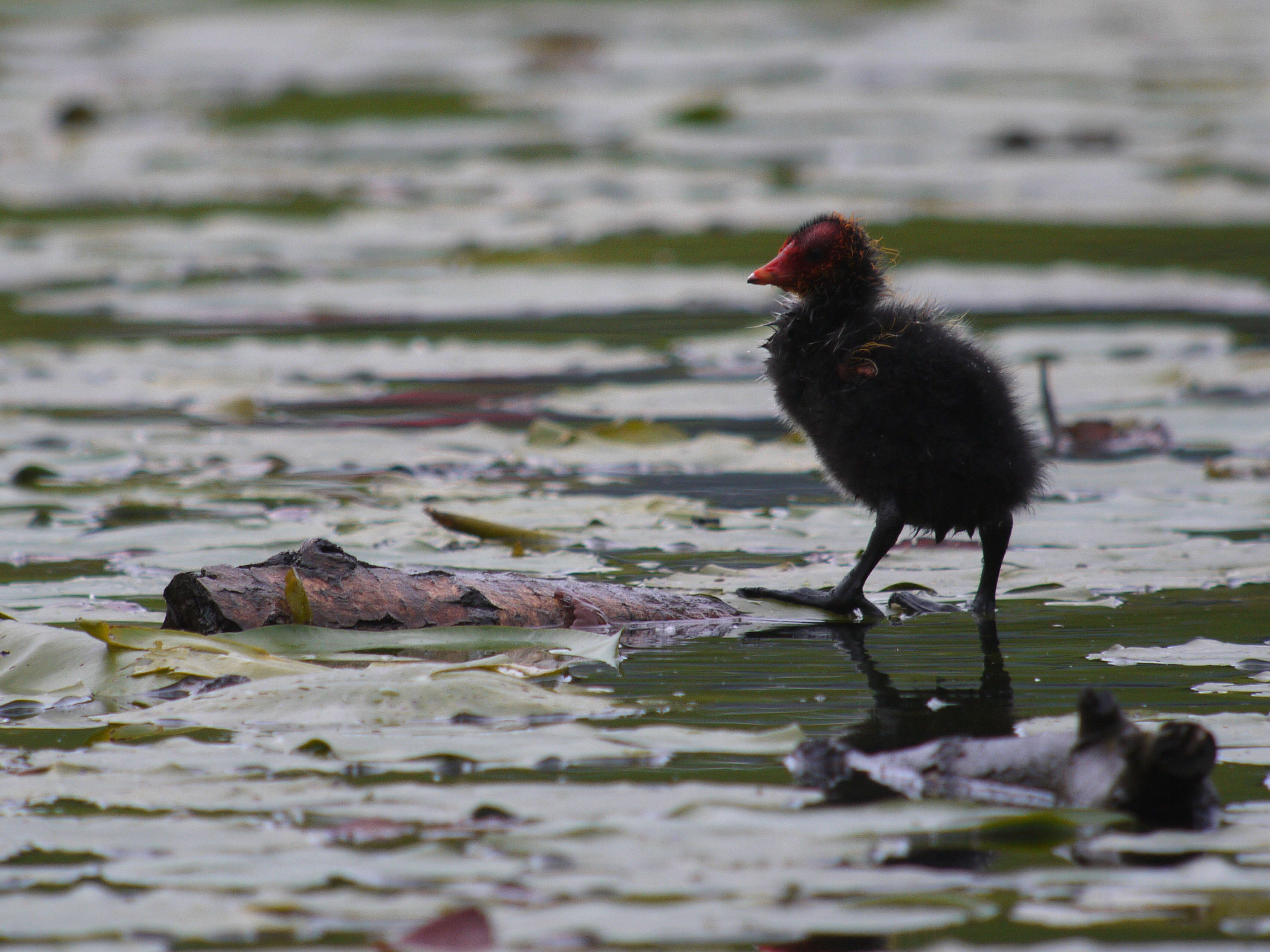 Image of Common Coot