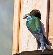 Image of Violet-green Swallow