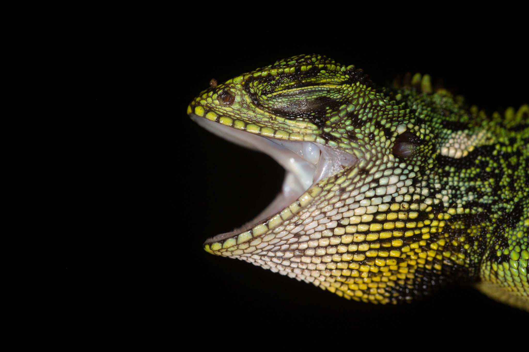 Image of Canelos Woodlizard