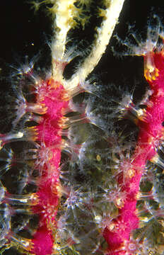 Image of white horny coral