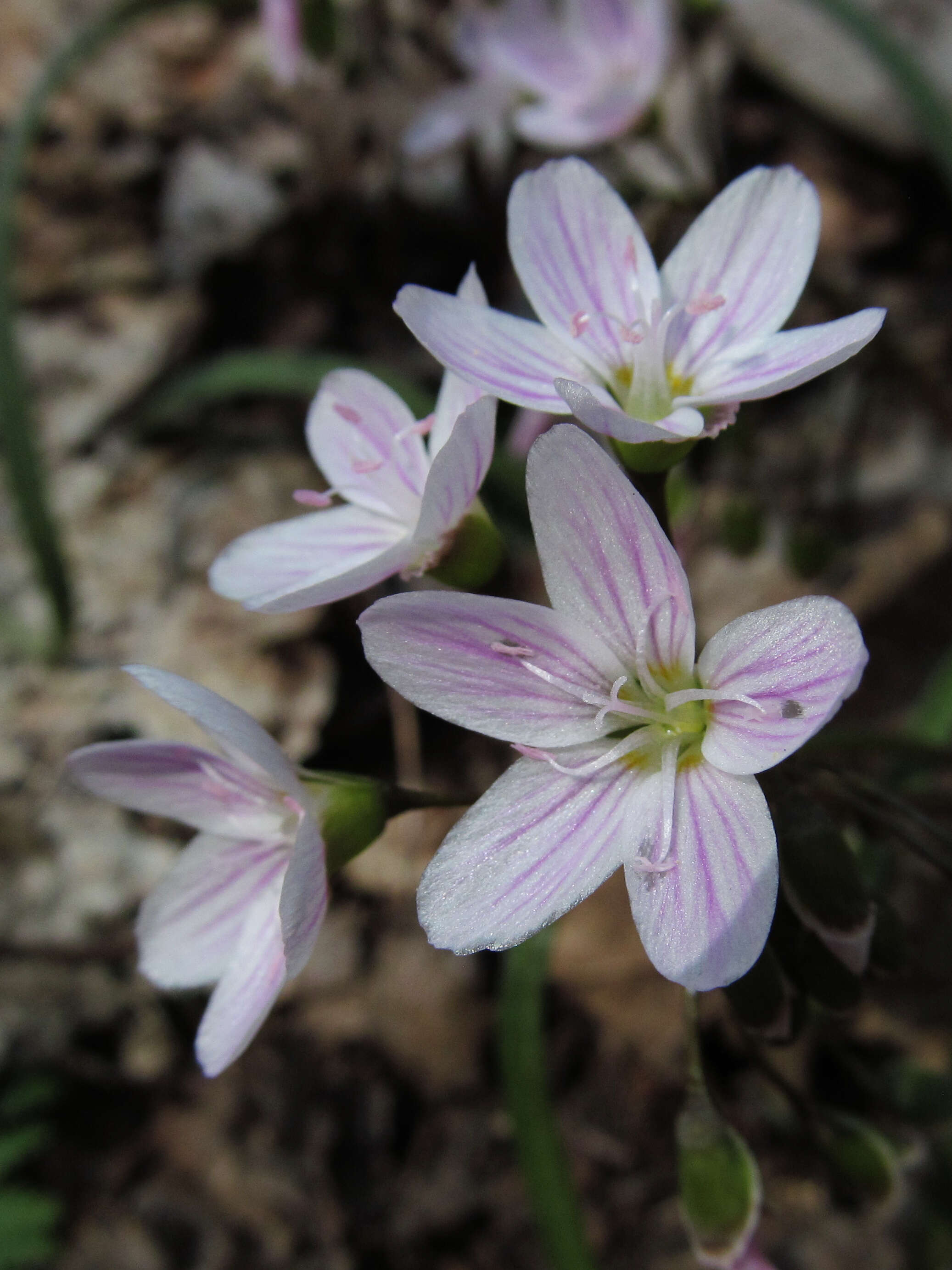 Image of Virginia springbeauty