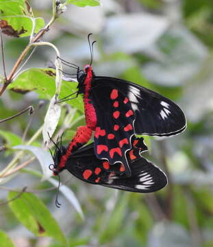 Image of Pachliopta hector (Linnaeus 1758)