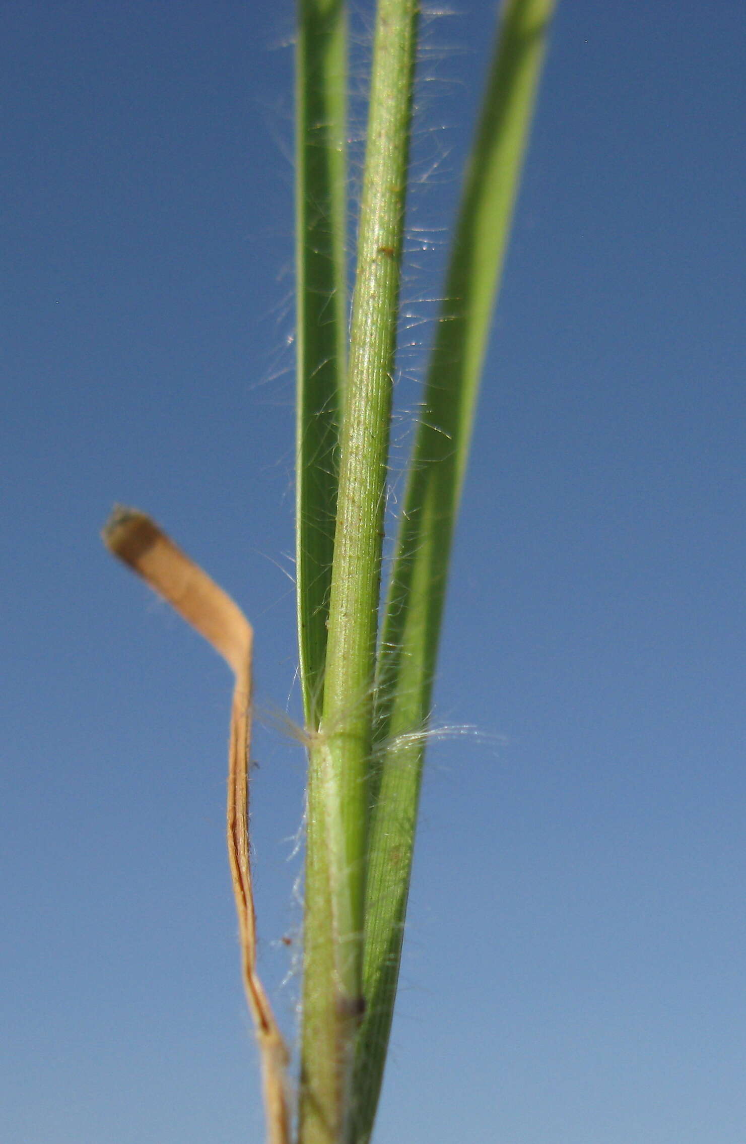 Rytidosperma caespitosum (Gaudich.) Connor & Edgar resmi