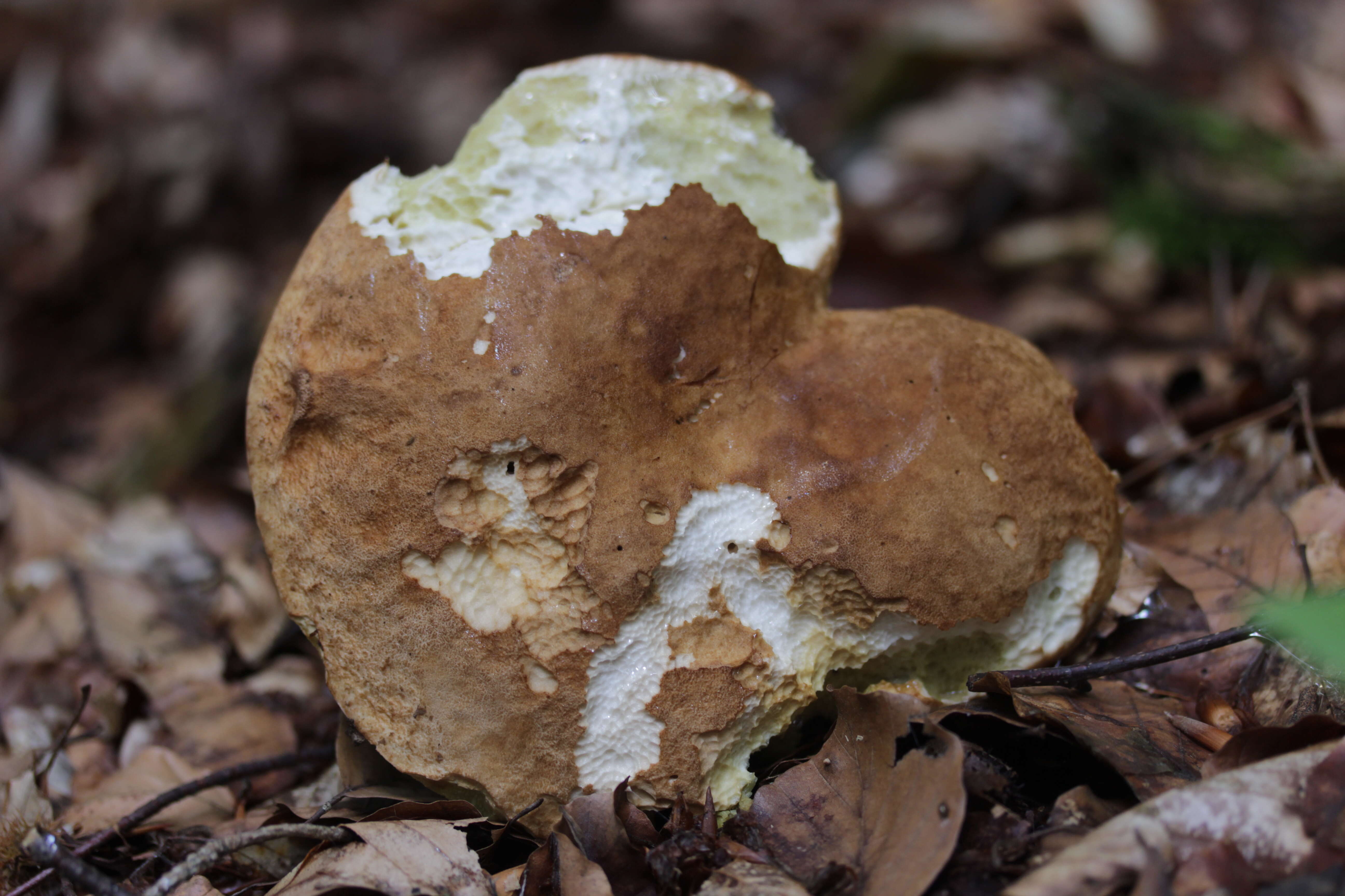 Imagem de Boletus reticulatus Schaeff. 1774