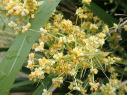 Image of Lomandra hystrix (R. Br.) L. R. Fraser & Vickery