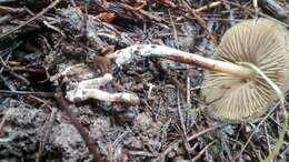 Image of Psilocybe aucklandiae Guzmán, C. C. King & Bandala 1991