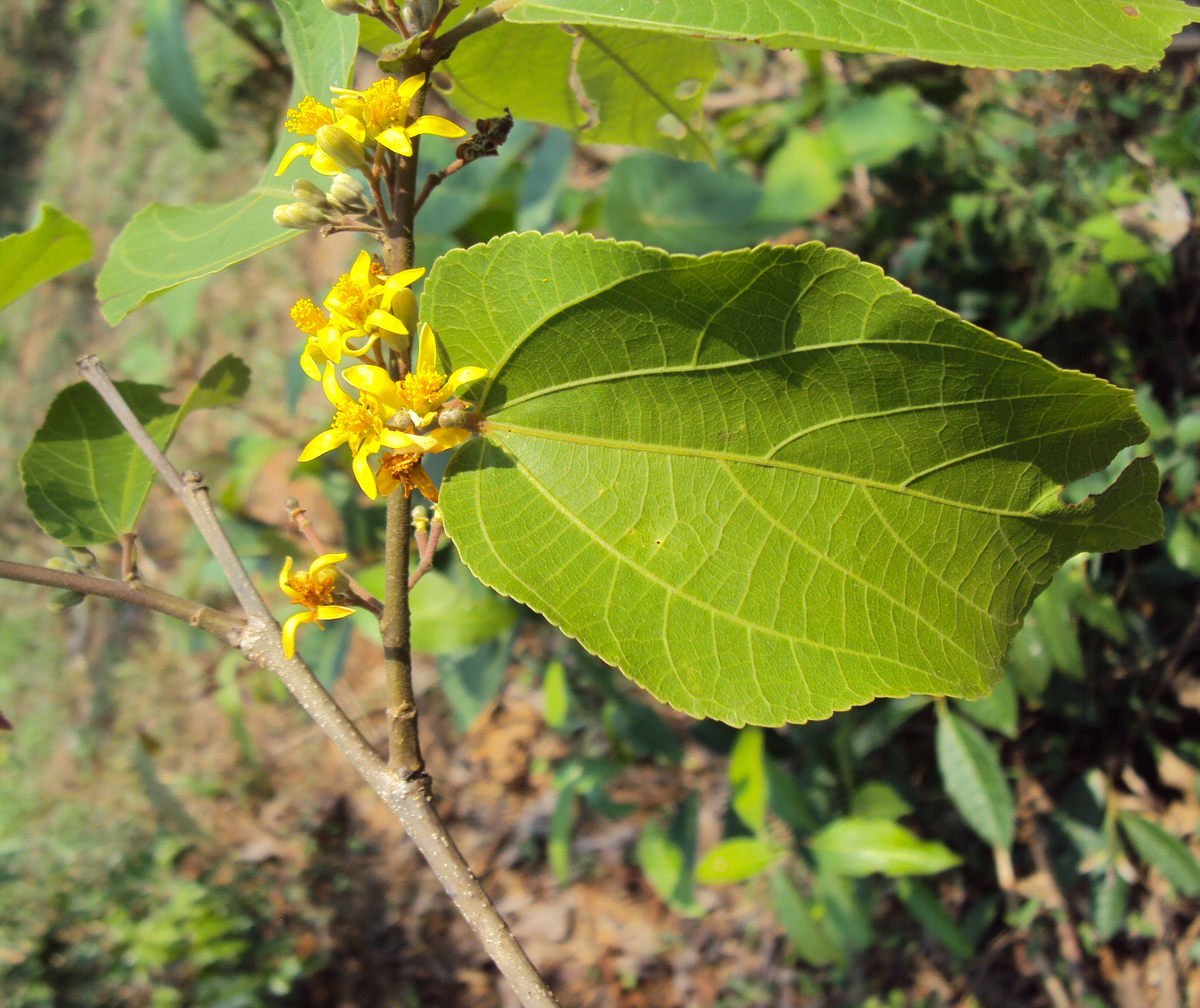 Sivun Grewia tiliifolia Vahl kuva