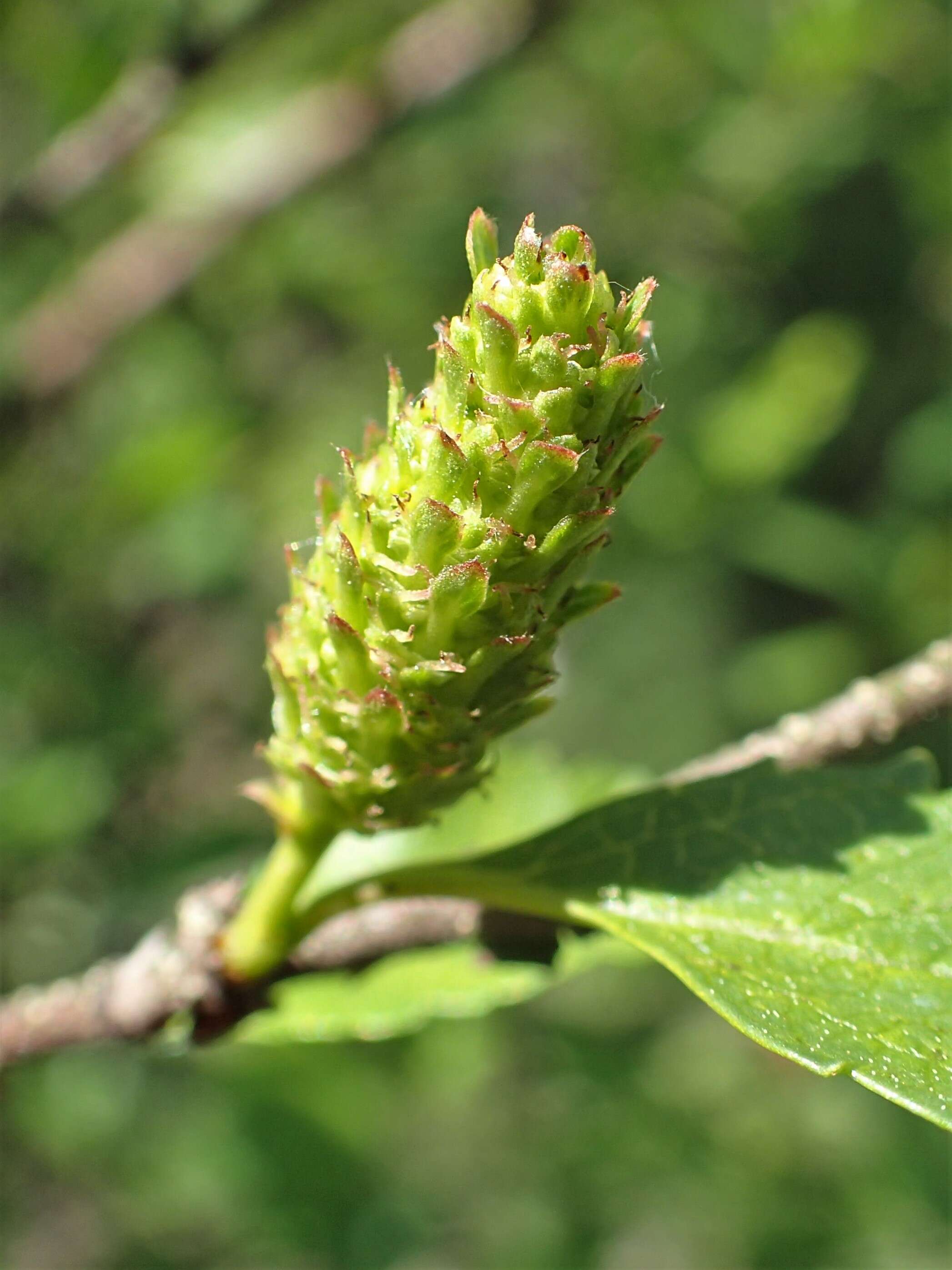 Image of Shrubby Birch