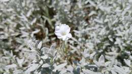 Image of Snow-in-summer