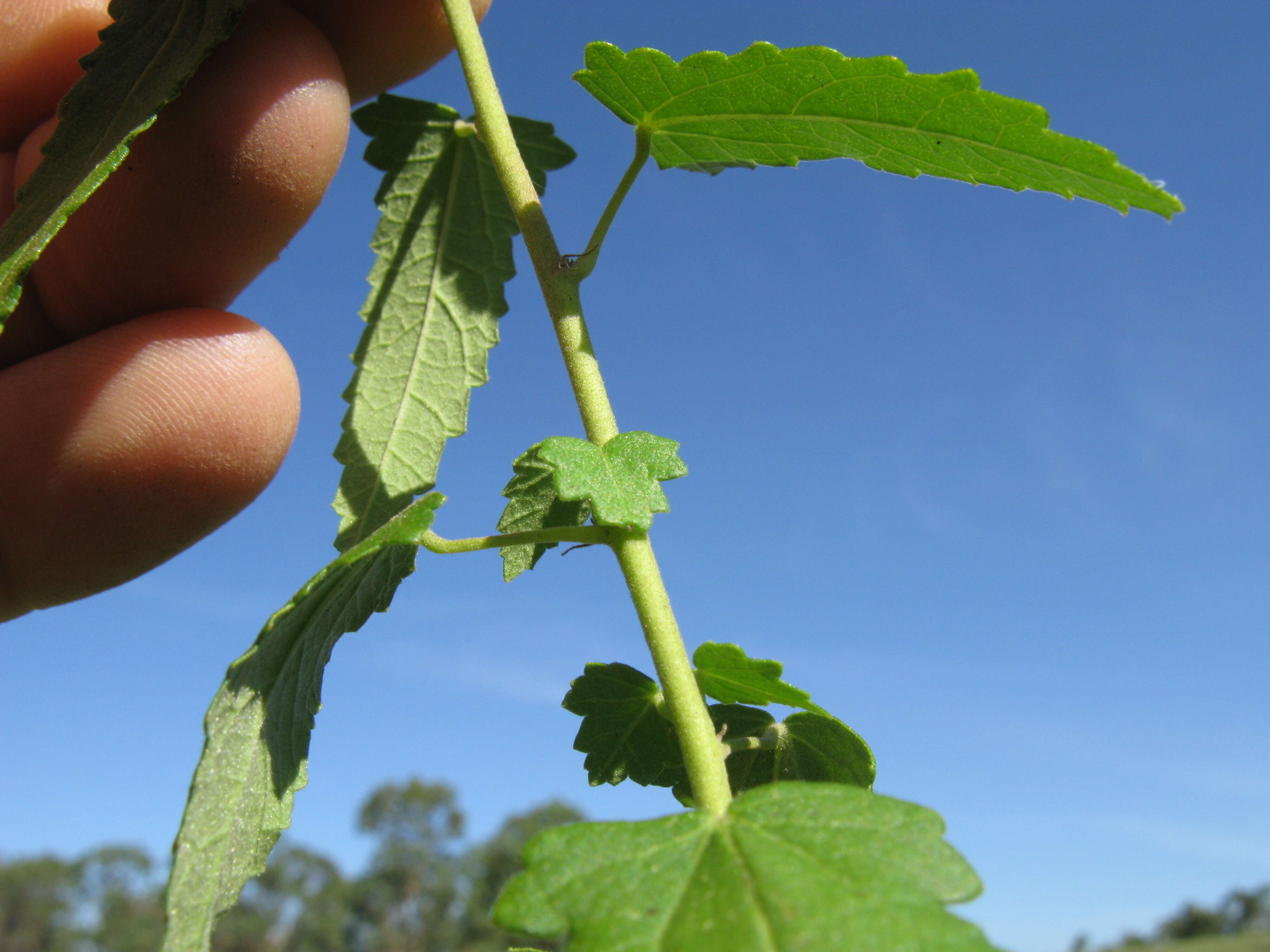 Imagem de Pavonia hastata Cav.