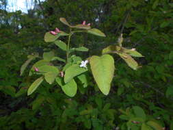 Lonicera nigra L. resmi