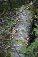 Image of Lycogala epidendrum