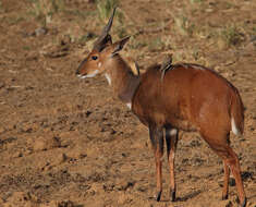 Image of Tragelaphus sylvaticus