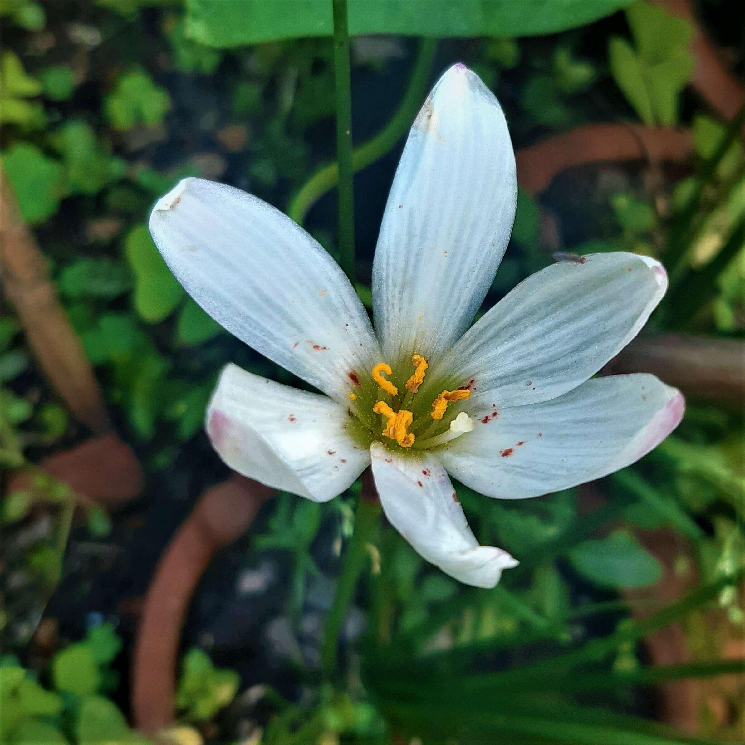 صورة Zephyranthes