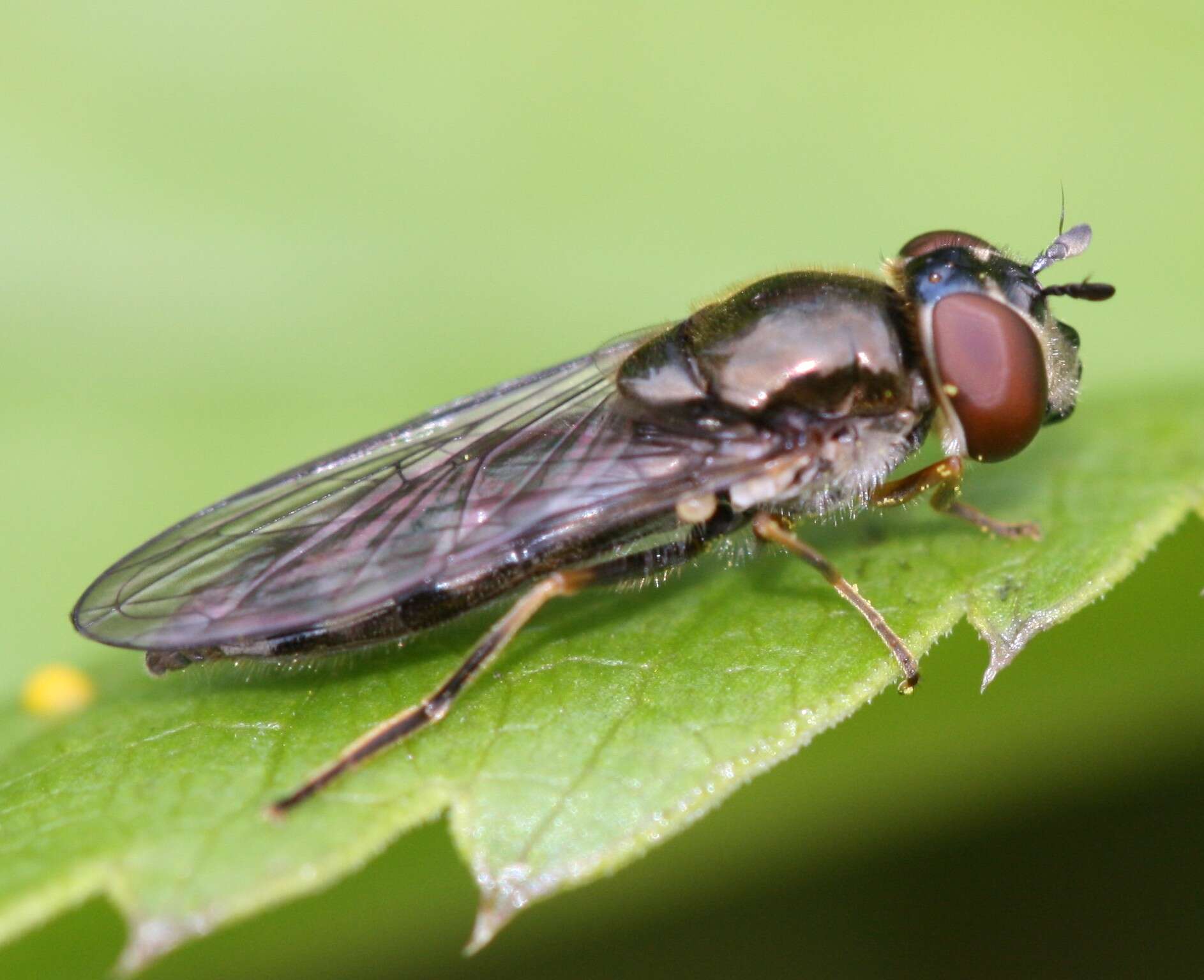 Imagem de <i>Platycheirus albimanus</i>