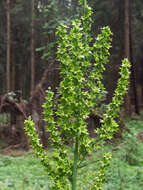 Image of White Hellebore