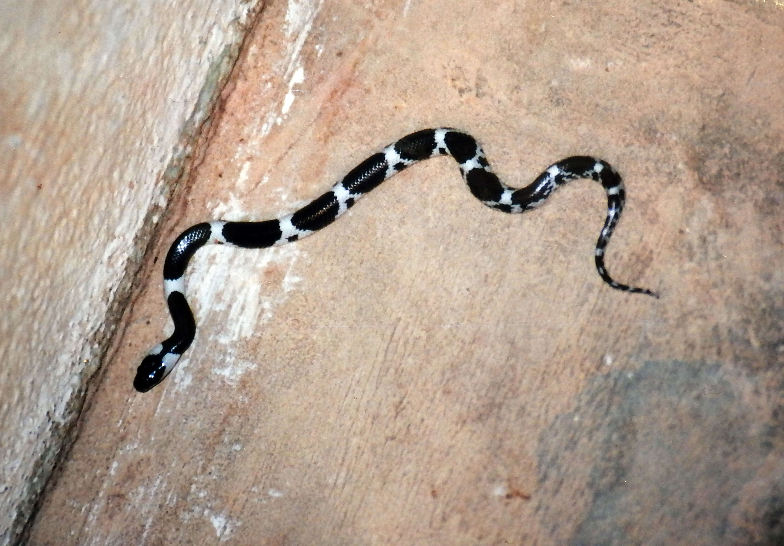 Image of Barred Wolf Snake