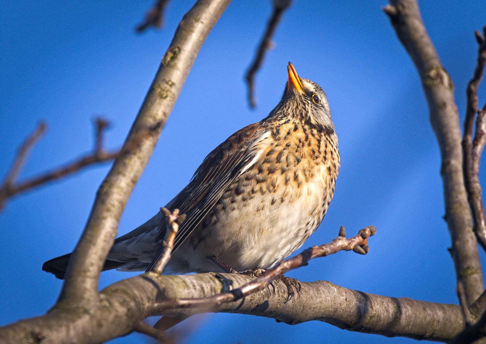 Image of Fieldfare