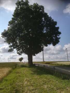 Imagem de Fraxinus excelsior L.