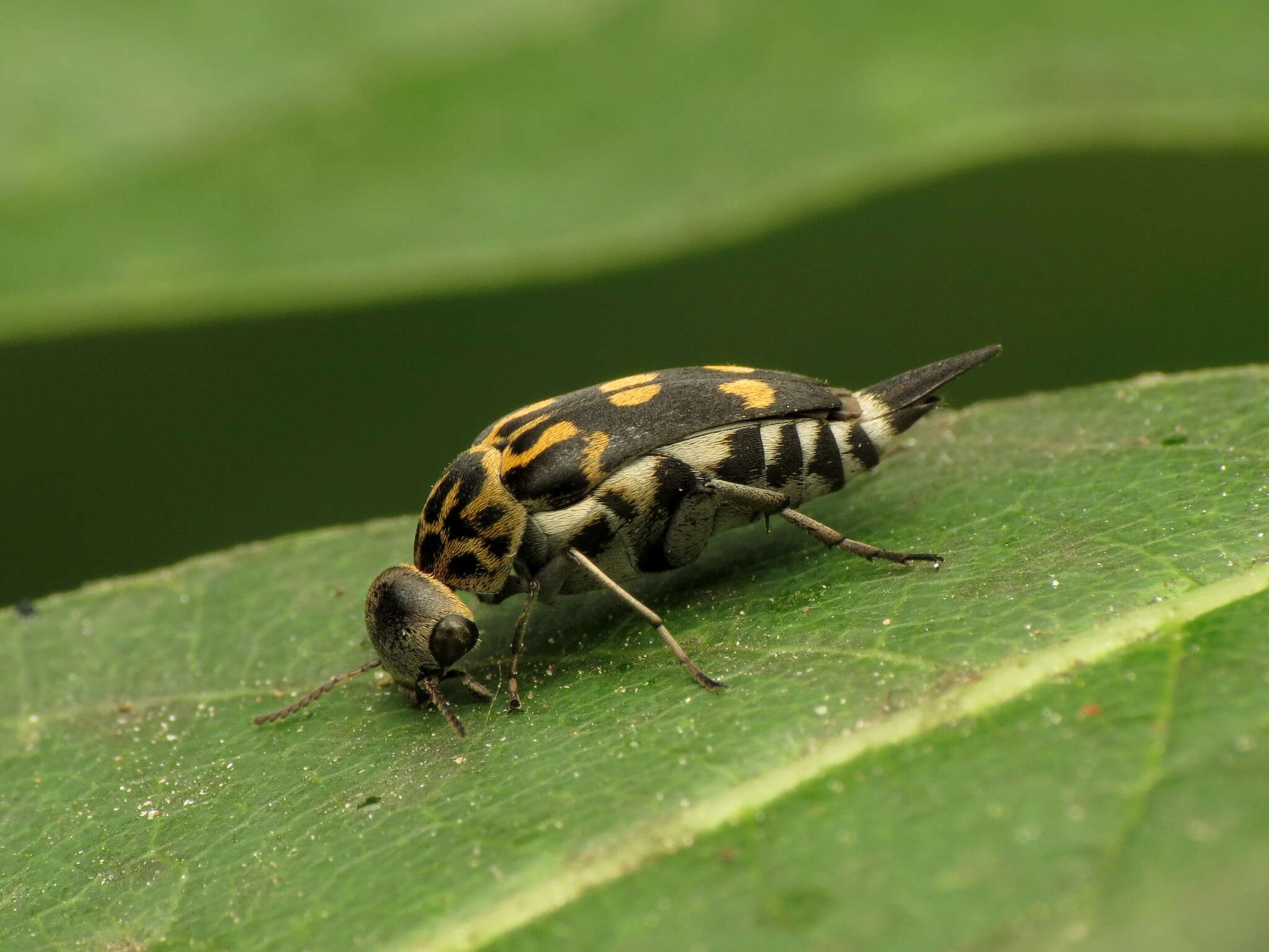 Image of Hoshihananomia octopunctata (Fabricius 1775)