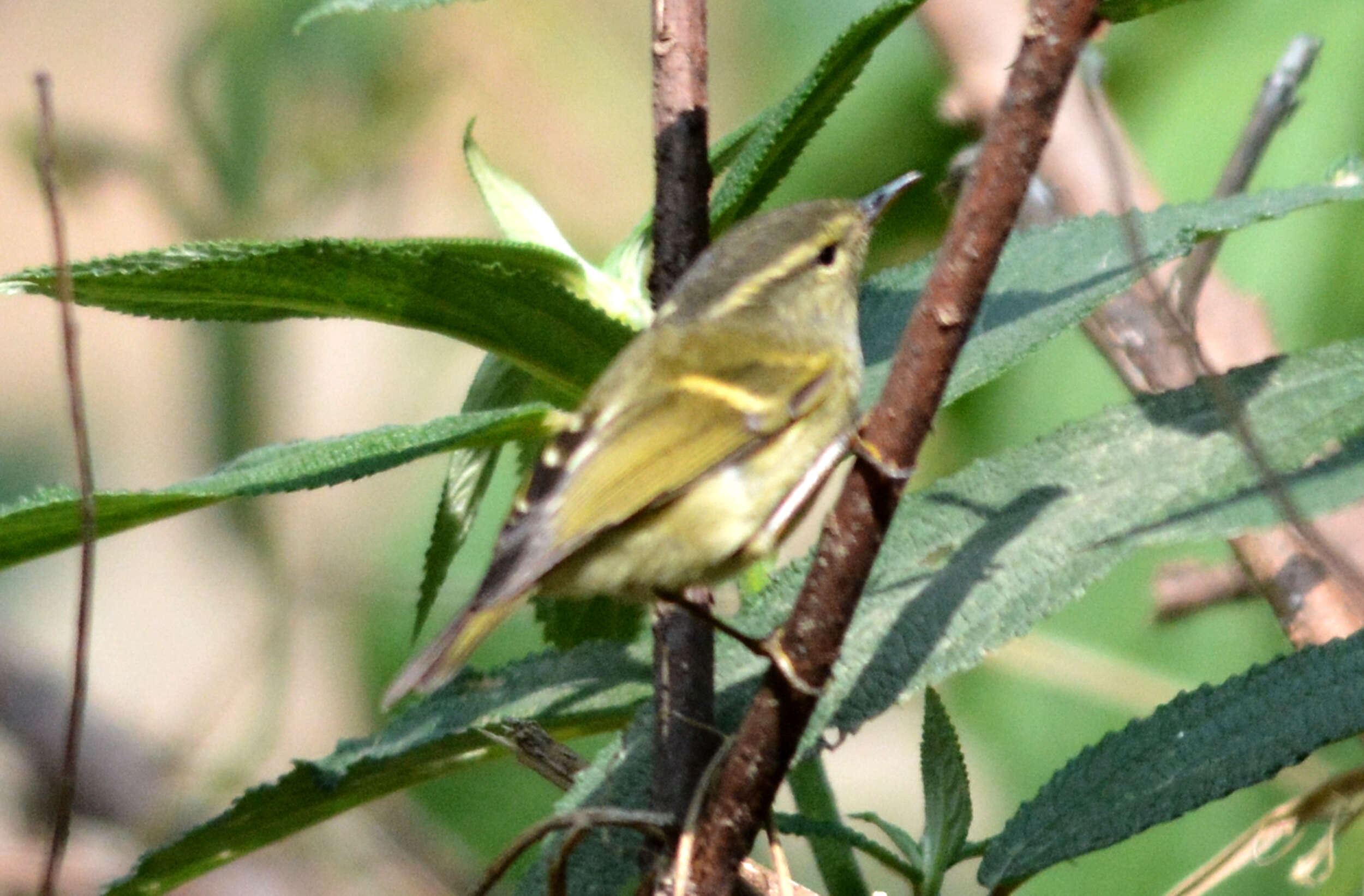 Image de Pouillot élégant