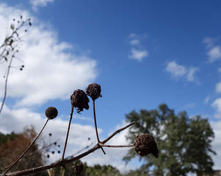 Image of common buttonbush