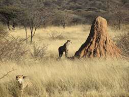 Image of Namibian cheetah