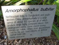 Image of Amorphophallus bulbifer (Roxb.) Blume