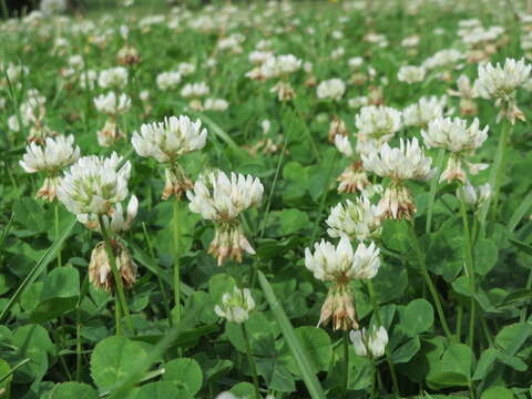 Image of clover