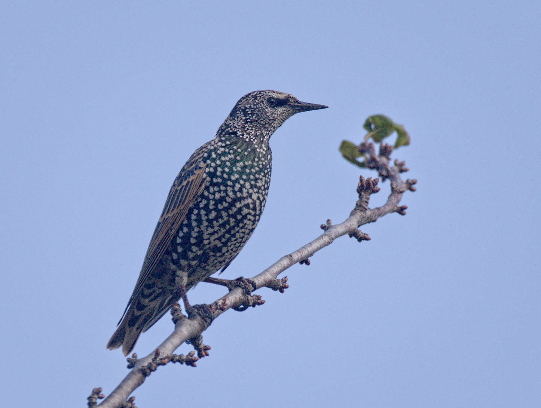 Image of Sturnus Linnaeus 1758