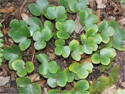 Image of roundlobe hepatica