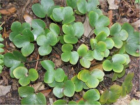 Plancia ëd Hepatica nobilis var. obtusa (Pursh) Steyermark