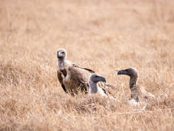 Image of White-backed Vulture