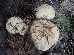 Pholiota squarrosa (Vahl) P. Kumm. 1871 resmi