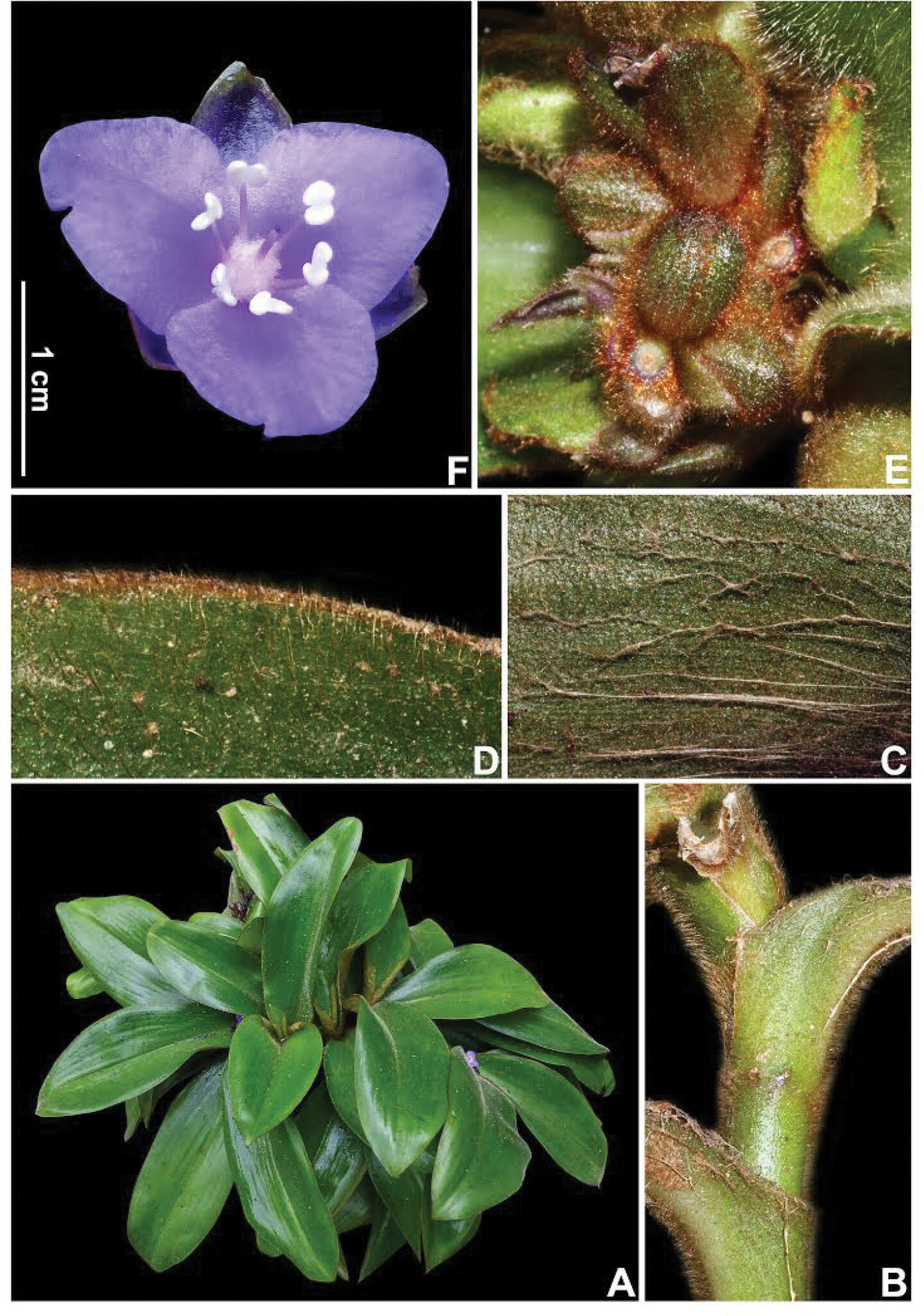 Image de Siderasis