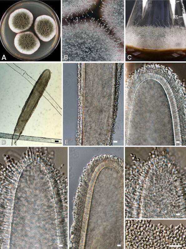 Sivun Aspergillus niger Tiegh. 1867 kuva