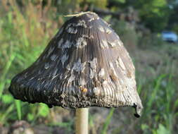 Coprinopsis atramentaria (Bull.) Redhead, Vilgalys & Moncalvo 2001 resmi