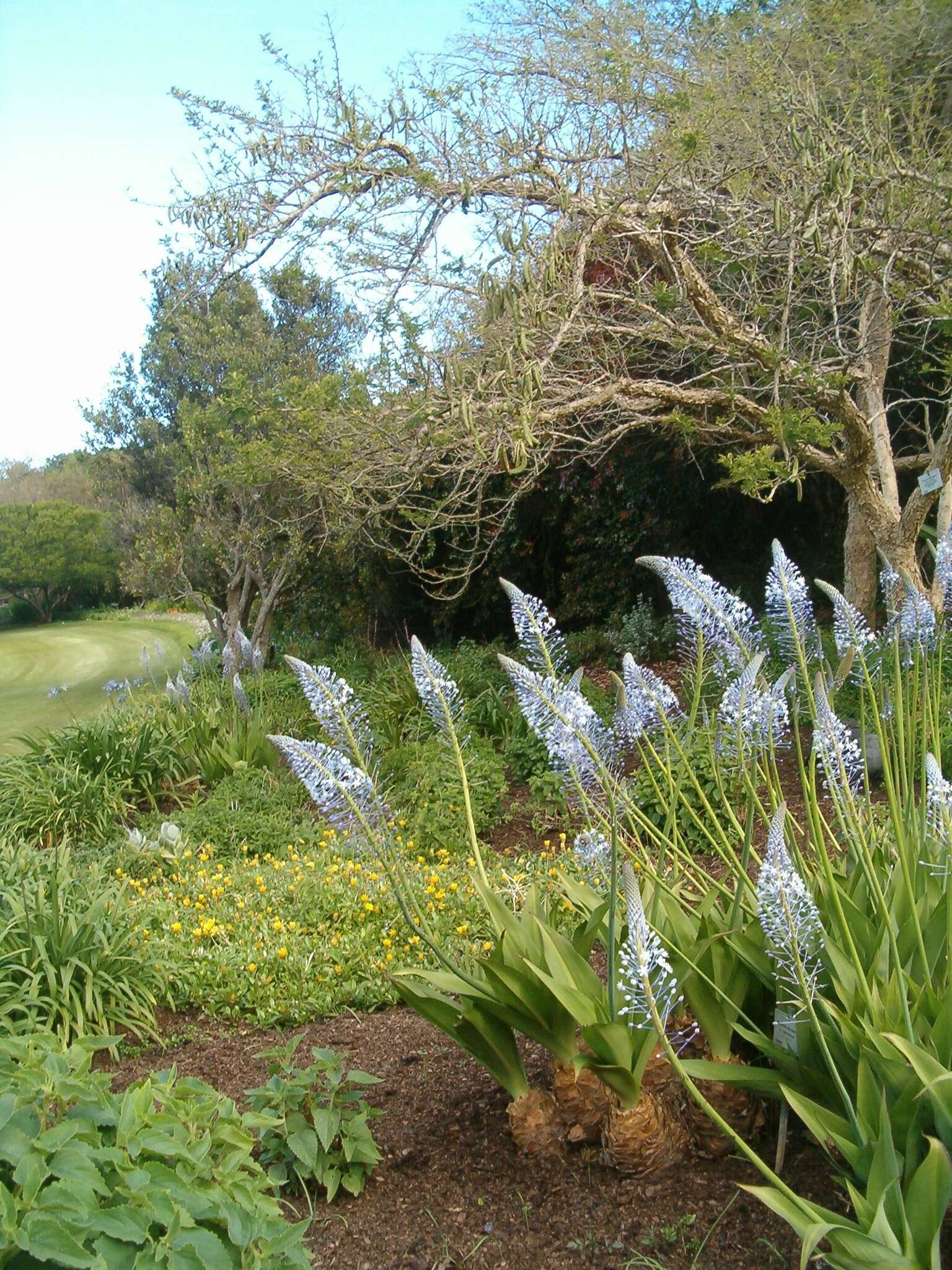 Image of Large blue squill