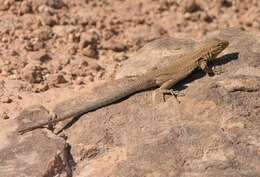 Image of common side-blotched lizard