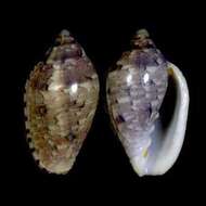 Marginella rosea Lamarck 1822的圖片