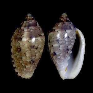 Marginella rosea Lamarck 1822的圖片