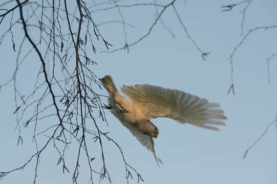 Image of Little Corella