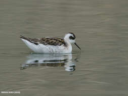 Image of Red-necked Phalarope