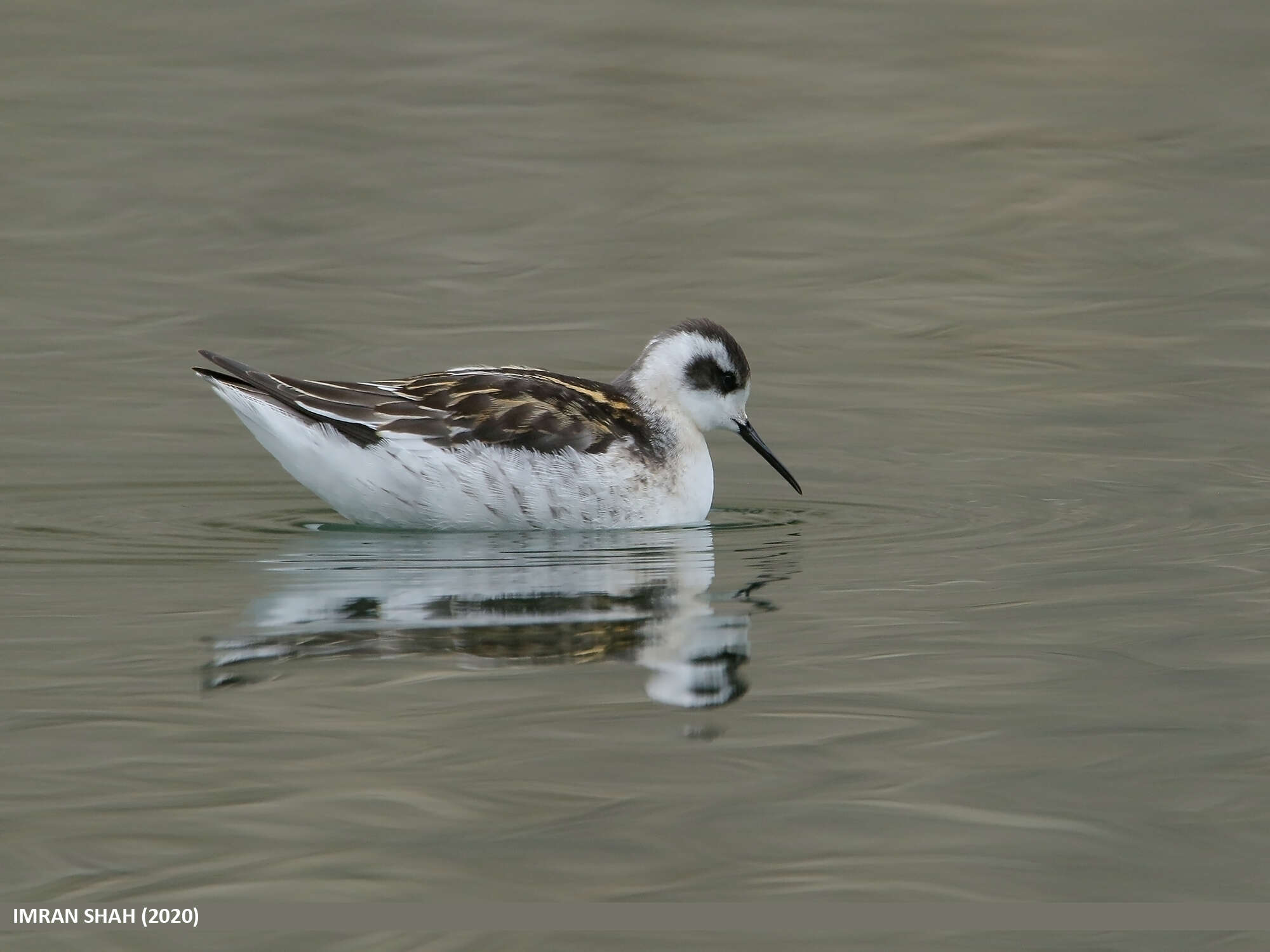 Image of Red-necked Phalarope