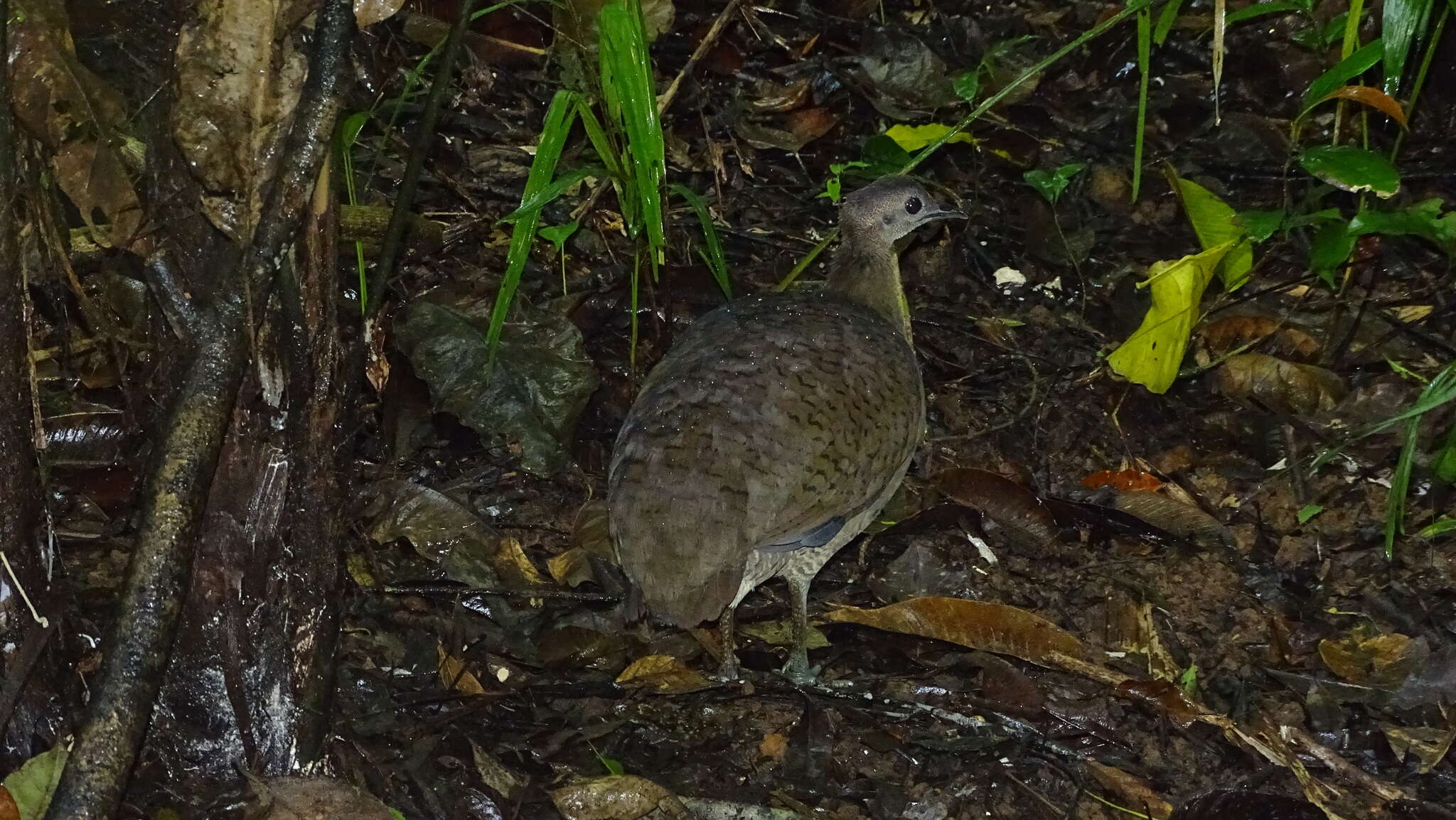 Image of Great Tinamou