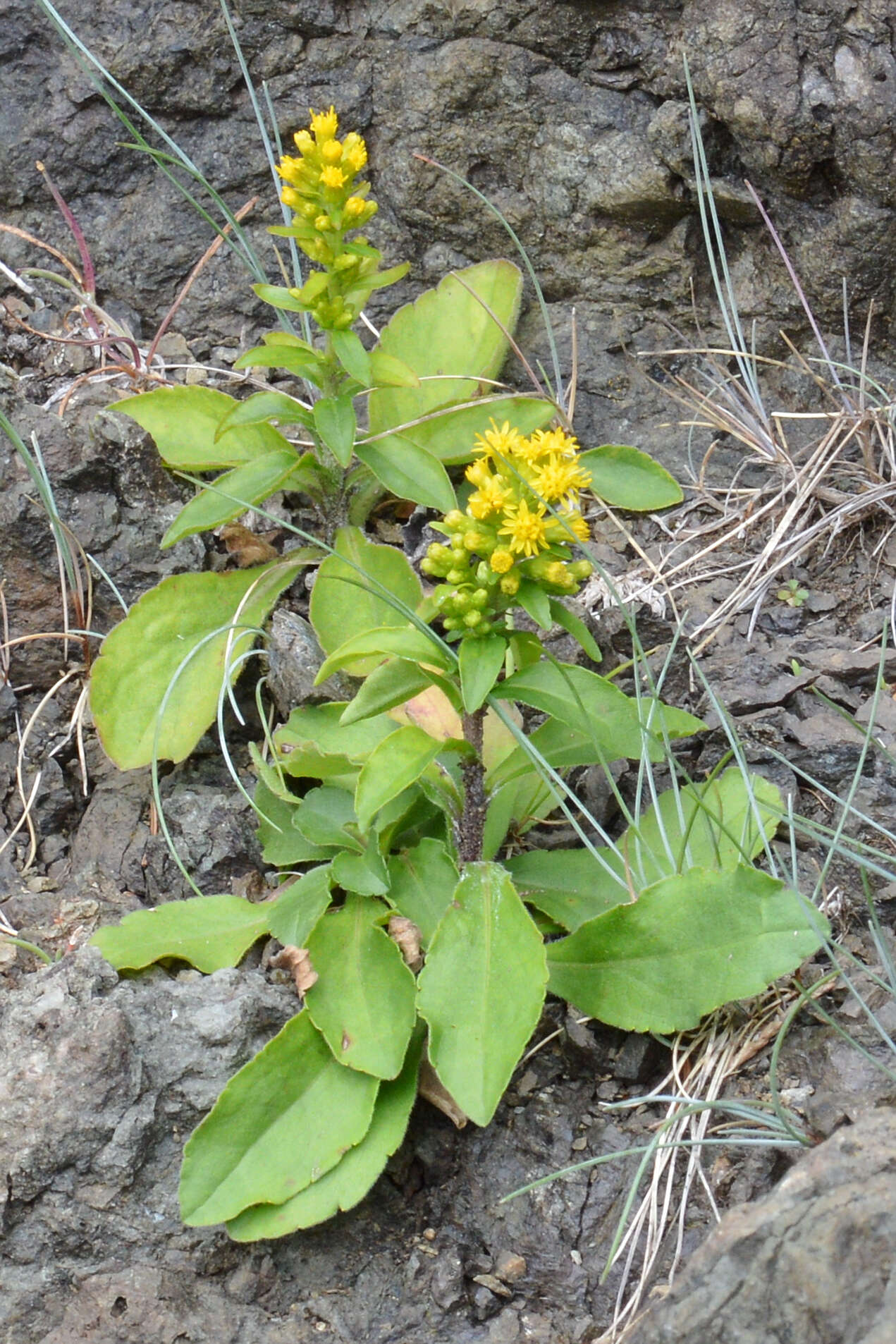 صورة Solidago hispida Muhl. ex Willd.