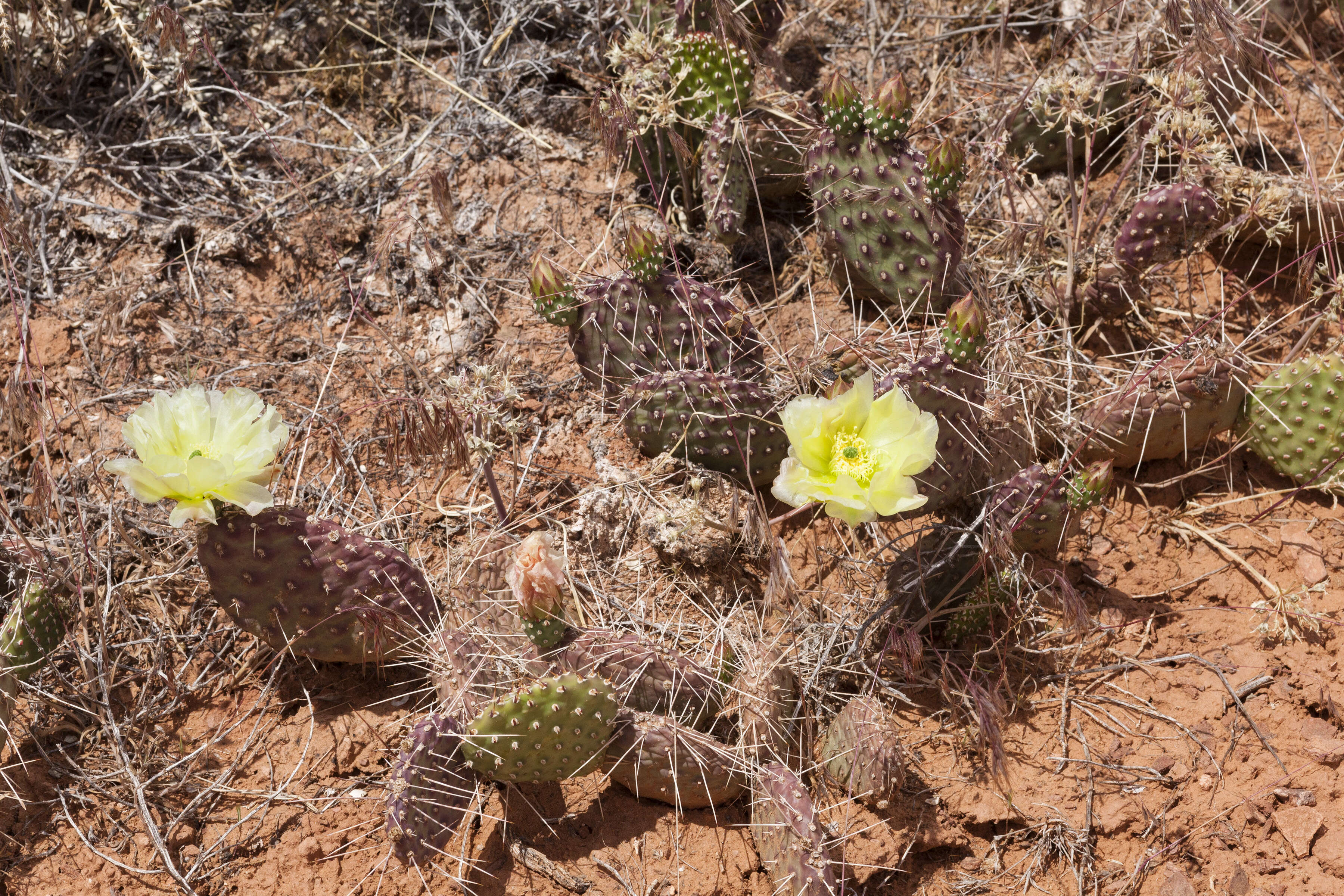 Image of Panhandle Prickly-pear