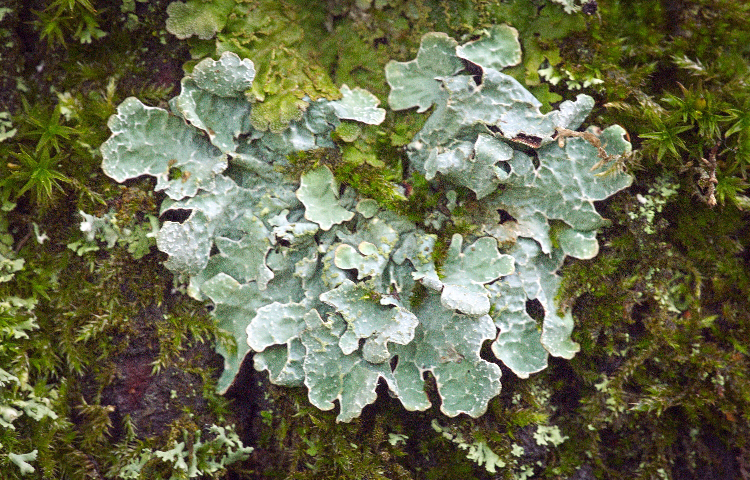 Image of Hammered shield lichen